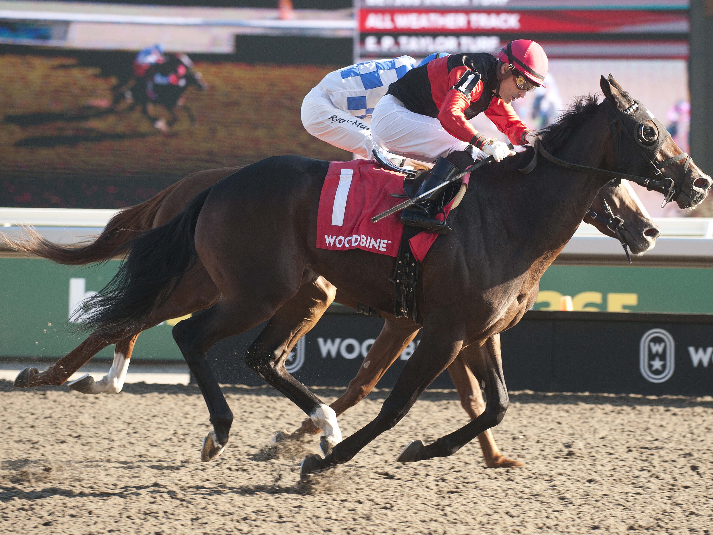 Grade 3 Autumn: Cool Kiss looks for second straight graded score