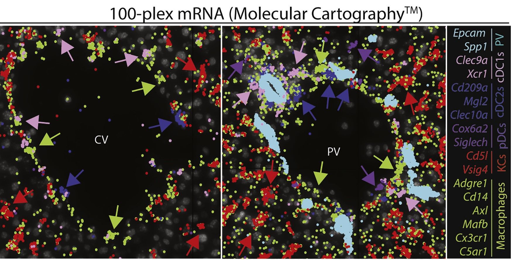 Example of a liver 'map' with different cell types in different colors. (From Guilliams et al. 2022)