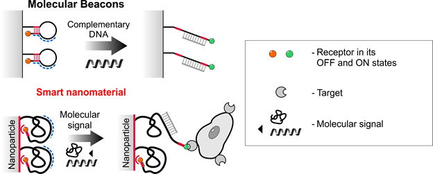 Figure 2. A comparison between molecular beacons and the smart material developed by the authors of the study. Credit: Vladimir Cherkasov et al.