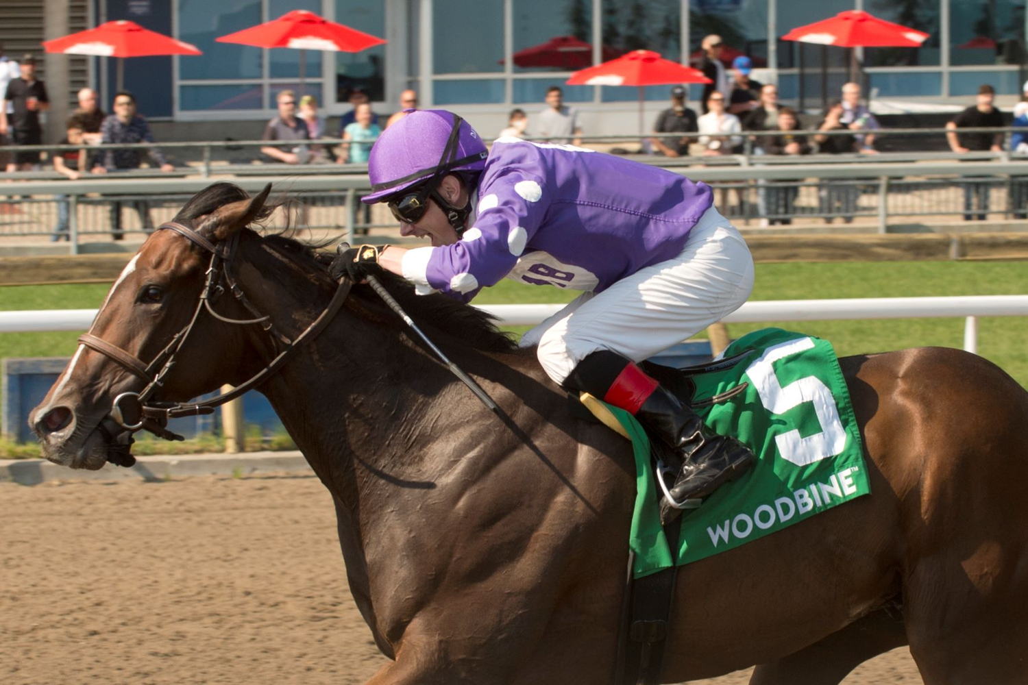 Jockey David Moran guides, Artie’s Storm, to victory in the 2022 edition of the Grade 2 Stella Artois Eclipse Stakes at Woodbine on Sunday, May 29. (Michael Burns Photo)