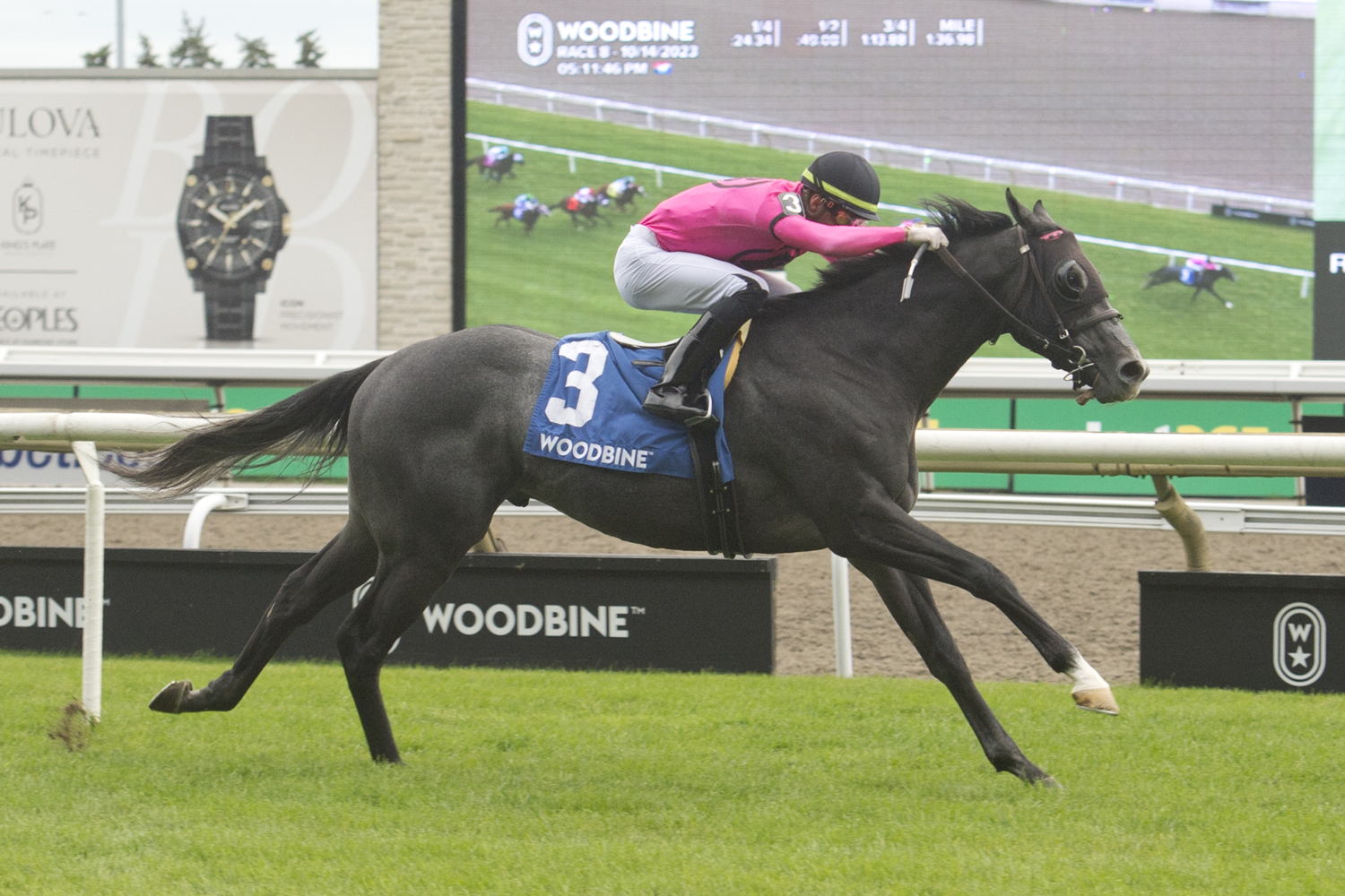 My Boy Prince and jockey Sahin Civaci winning the Cup & Saucer Stakes on October 14, 2023 at Woodbine (Michael Burns Photo)