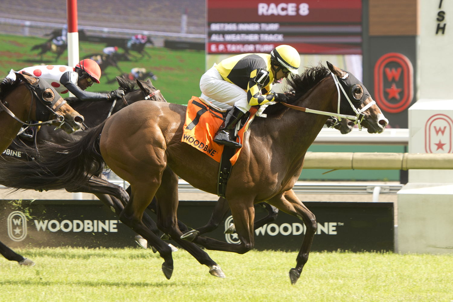 Ms. Tart and jockey Huber Villa-Gomez winning the HPIbet Royal North Stakes on May 31, 2025 at Woodbine (Michael Burns Photo)