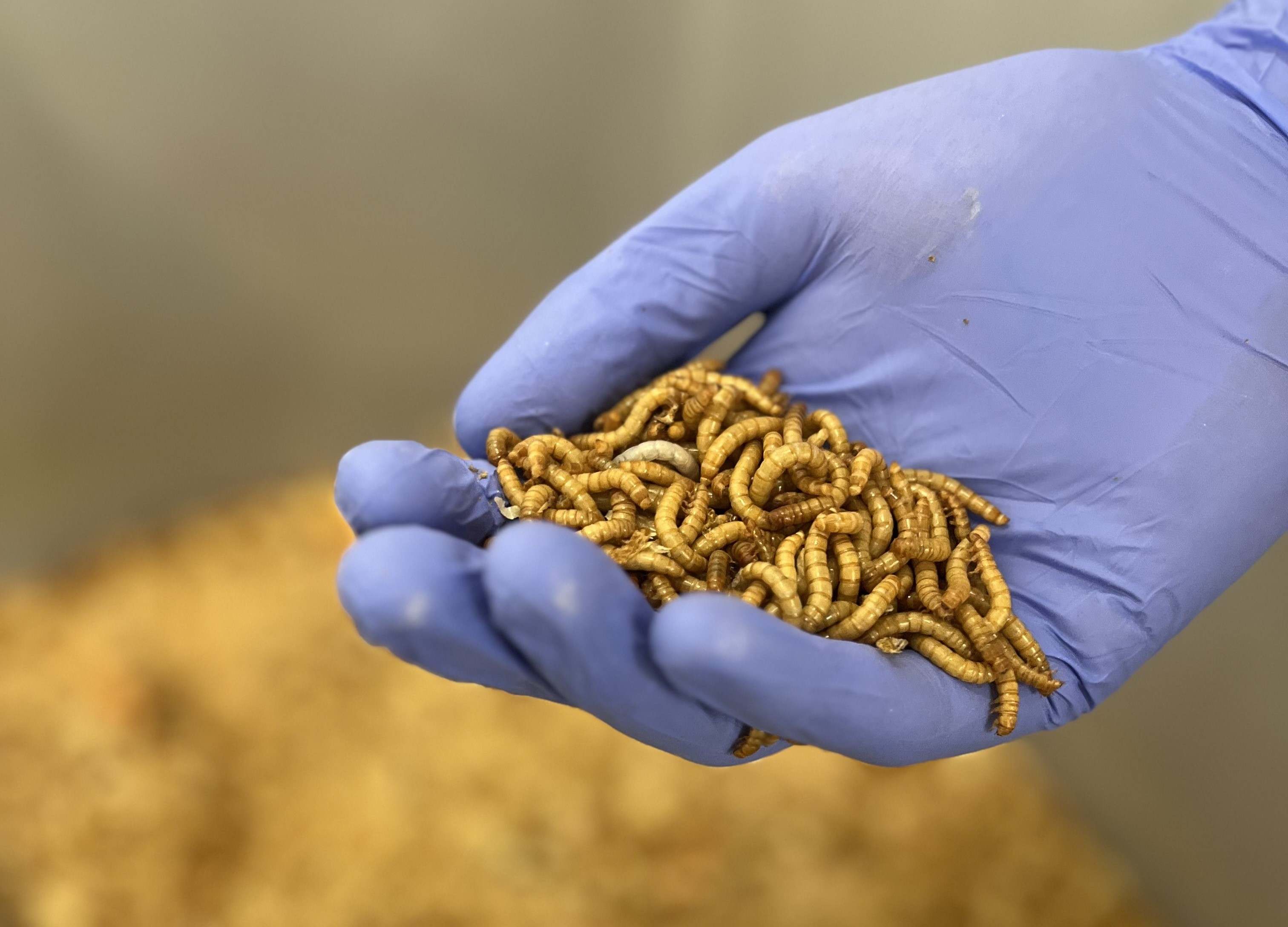 Onderzoeker toont gekweekte meelwormen Onderzoeker toont gekweekte meelwormen