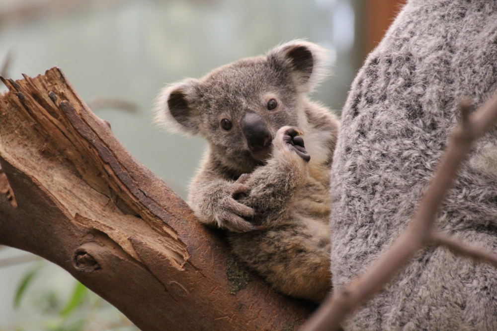 Koala baby Planckendael (aflevering 1)