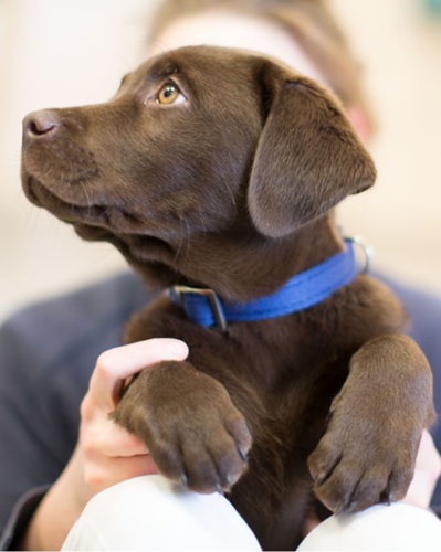 pup op schoot, ©AniCura pup op schoot, ©AniCura