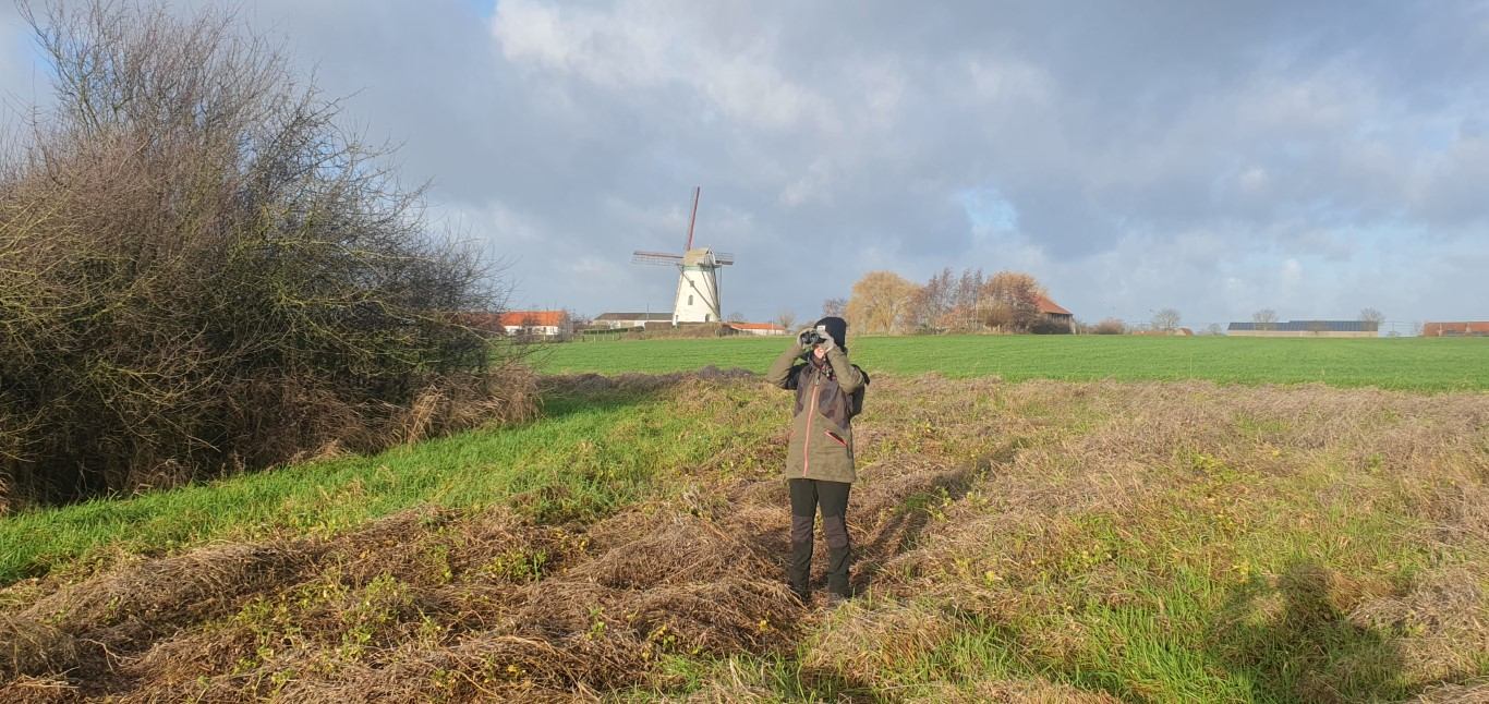 Foto: wintertellingen in de Westhoek - ©WimBovens Foto: wintertellingen in de Westhoek - ©WimBovens