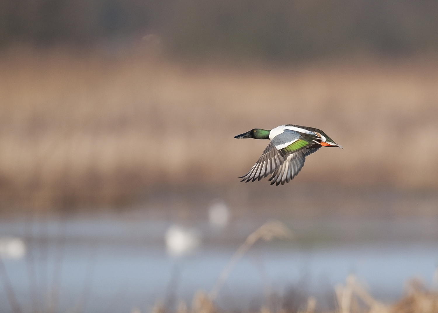 Slobeend vliegt over Rijvissche -  vzw Natuurpunt - copyright Benny Cottele
