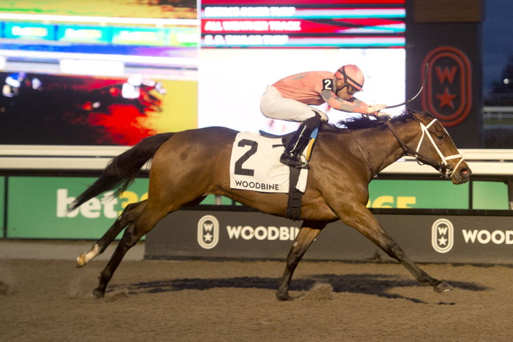 Pop Idol and jockey Sahin Civaci winning the Shady Well Stakes on November 23, 2024 at Woodbine (Michael Burns Photo)