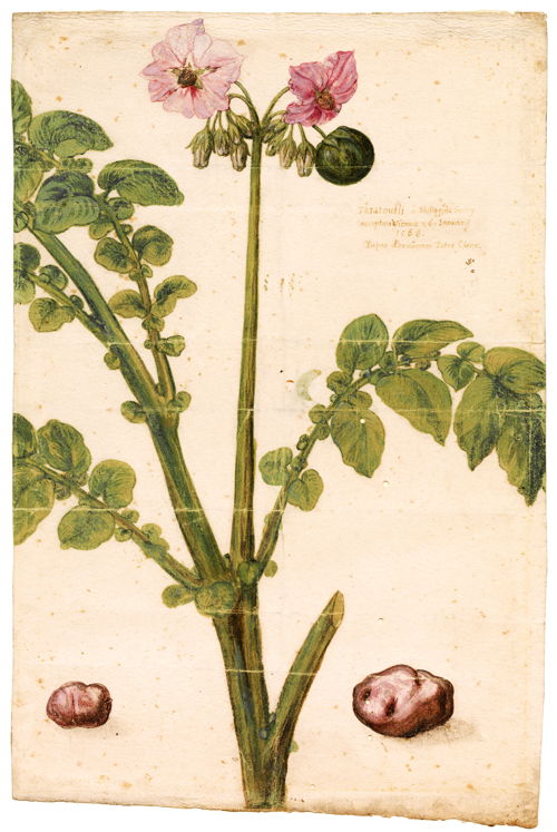 anoniem, Aardappelplant, MPM.TEK.516, Collectie Stad Antwerpen, Museum Plantin-Moretus