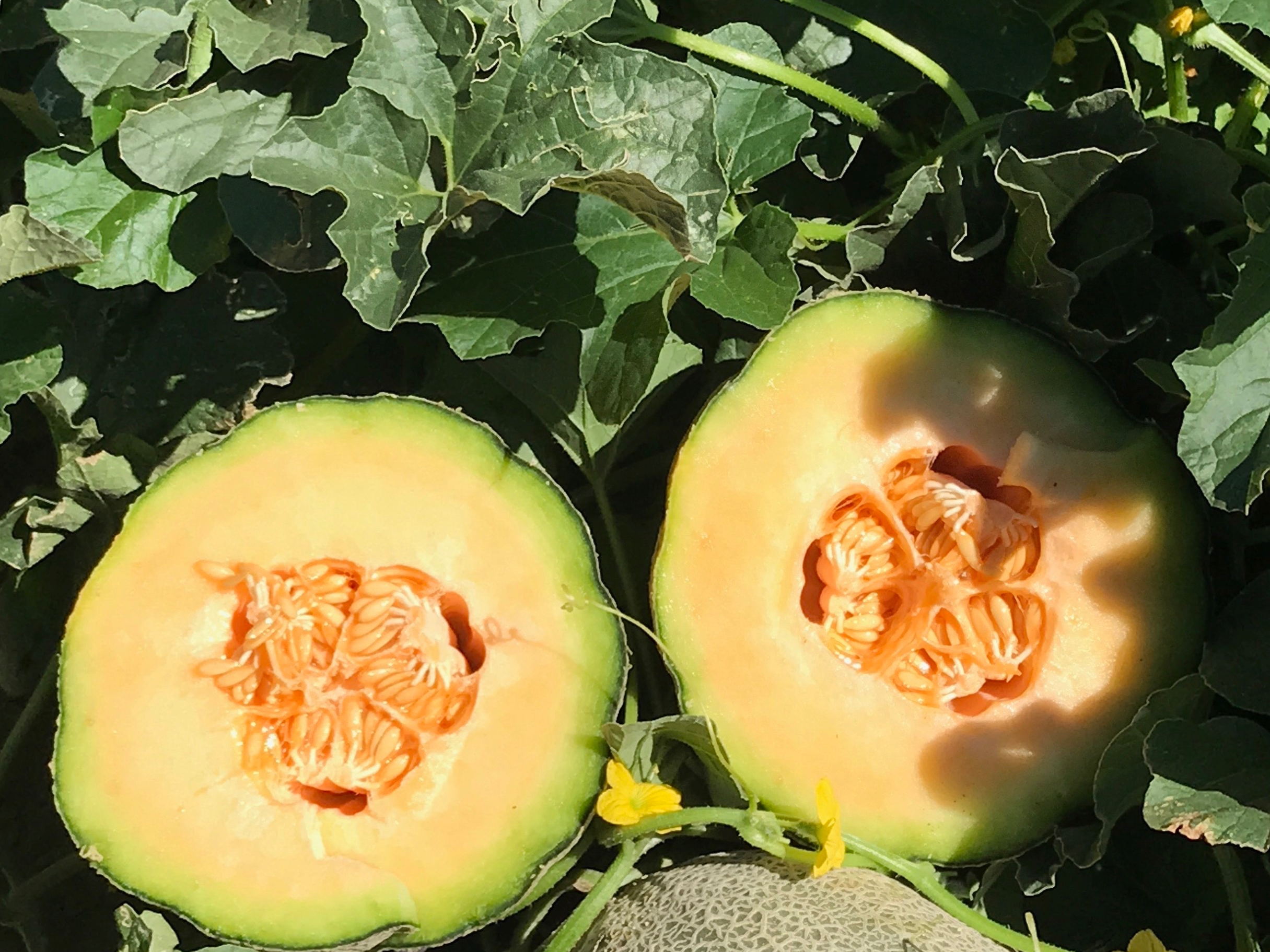UPDATED WITH HARVEST PHOTOS/VIDEO: Rocky Ford Growers Association to present Governor's office with 1st box of Rocky Ford Cantaloupe