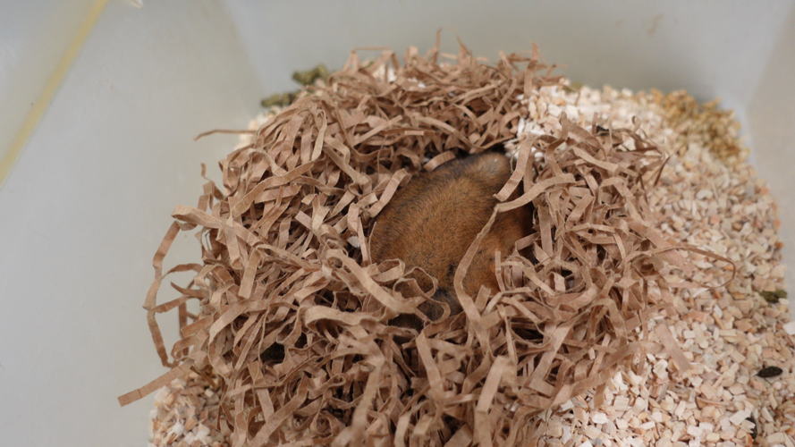 A hibernating hamster in the lab