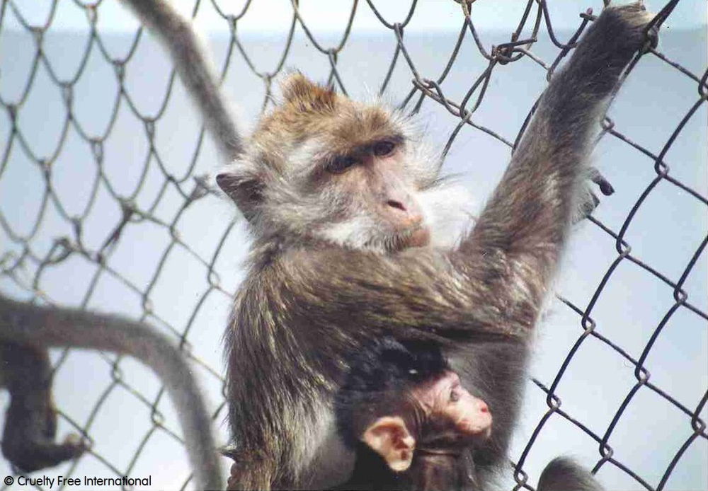 Mauritius monkey and baby wire mesh